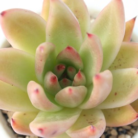 R[fjAGAGPxA-Echeveria calderoniae