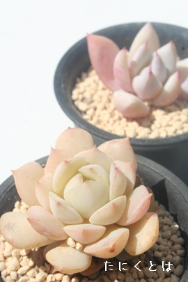 ,͂AGPxA-Echeveria cv 'KOHAKU'