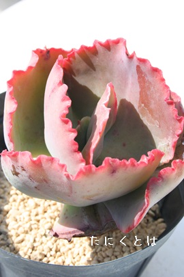 NmCAGPxA-Echeveria cv 'CLINO LINE'