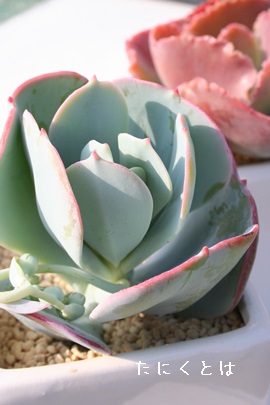 MKeAXRbgAGPxA-Echeveria cv 'Gigantea Scotto'