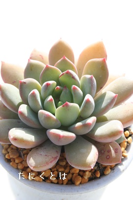 OXg[AGPxA-Echeveria cv 'GUSTO'