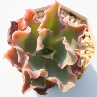 L~\[AGPxA-Echeveria cv 'CAMISOLLE'