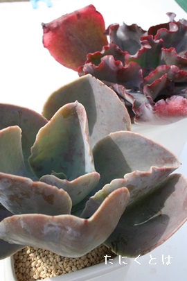 Mrt[AGPxA-Echeveria gibbiflora