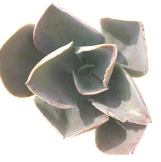 Mrt[AGPxA-Echeveria gibbiflora