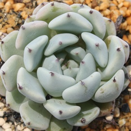 ܃US[TANXs_[^AGPxA-Echeveria cuspidata var. gemmula