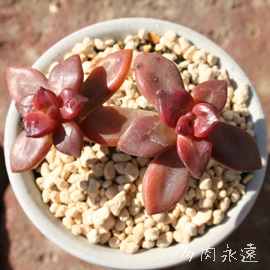 RvbVJEXAGPxA-Echeveria compressicaulis