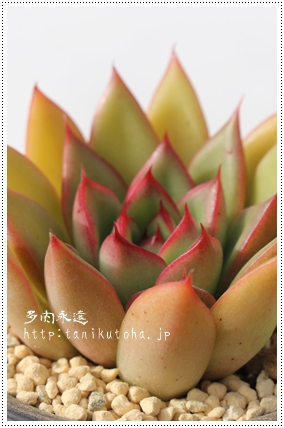 NX}XCuAGPxA-Echeveria Christmas Eve