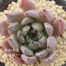 NXs_[^US[TAGPxA-Echeveria cuspidata v zaragoza