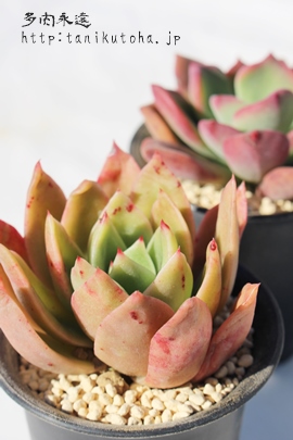 Nx,Nxʔ,Nxgt,NxĕB₵,Nxt,GPxA-Echeveria cv Crarabell