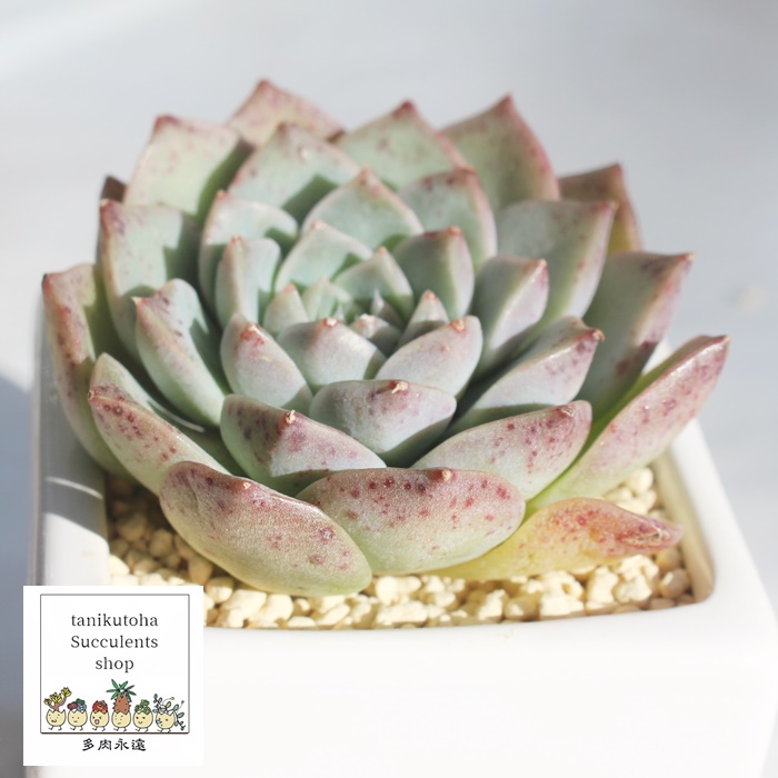 クレバー 多肉植物クレバー 多肉植物クレバー紅葉 クレバー殖やし方 クレバー育て方 クレバー販売 エケベリア 属 クレバーの通販 クレバーの育て方増やし方 Echeveria Cleaver 多肉永遠 たにくとはcuctus And Succulents Onlineshop From Japan Tanikutoha