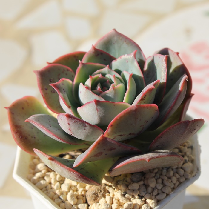 NEfBA,ANEfBA,ANEfBAgt,NEfBAB₵,NEfBAĕ,NEfBA̔,GPxA,NEfBA̒ʔ,NEfBÄĕ₵-Echeveria CLAUDIA,i@ɂƂcuctus and succulents onlineshop from japan-TANIKUTOHA