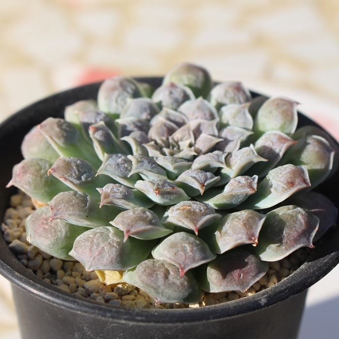 MhbvX,AMhbvX,AMhbvXgt,MhbvXB₵,MhbvXĕ,MhbvX̔,GPxA,MhbvX̒ʔ,MhbvẌĕ₵-Echeveria GIRO DROPS,i@ɂƂcuctus and succulents onlineshop from japan-TANIKUTOHA