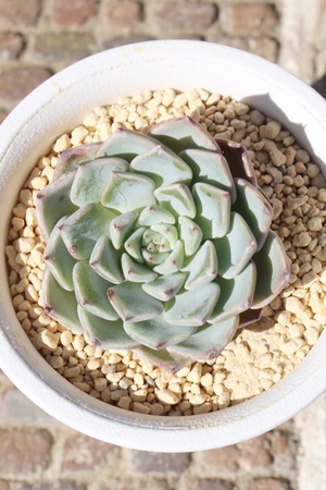 P,AP,APgt,PB₵,Pĕ,P̔,GPxA,P̒ʔ,P̈ĕ₵-Echeveria kokurahime,iɂƂ