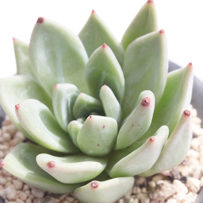 O[Vy[,GPxA-Echeveria greenchampaign