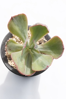 S[ho[N[,GPxA-Echeveria Gold Berkeley