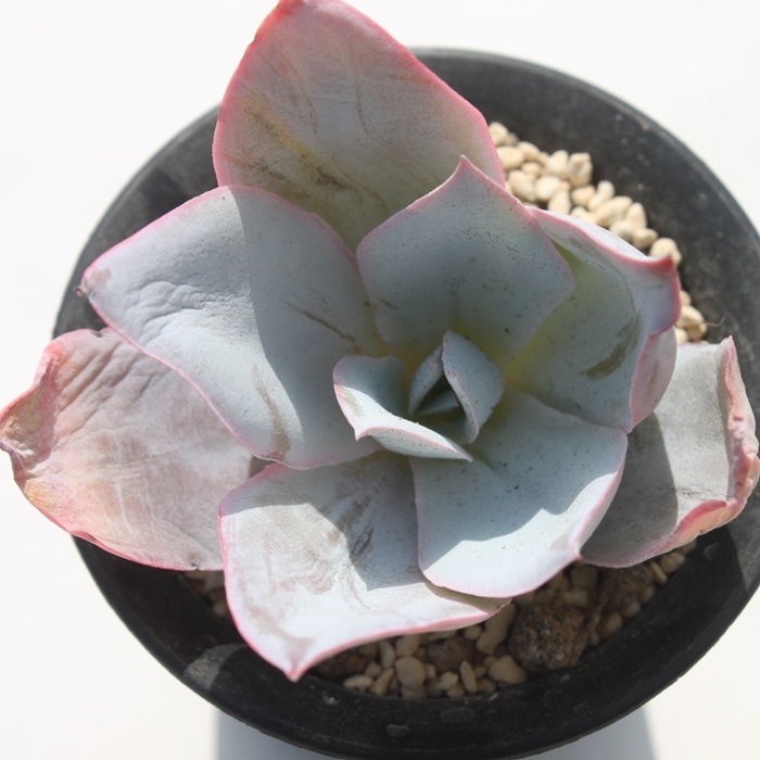 JeAGPxA-Echeveria cante