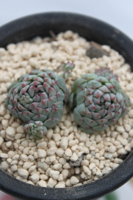 O{[T~~j},GPxA-Echeveria cv Globosa~Minima