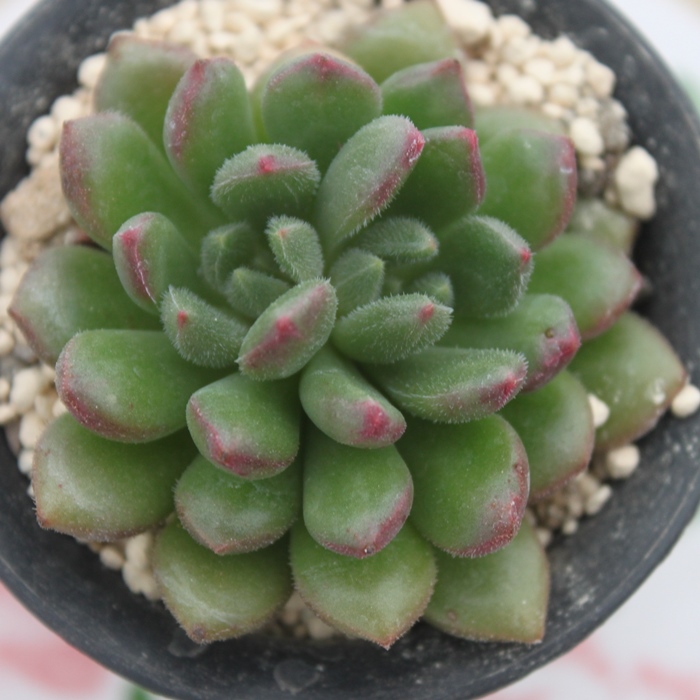 L,Lʔ,Lgt,LĕB₵,Lt,GPxA-Echeveria Carol