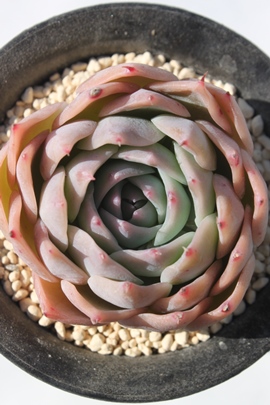 NC[ZX,GPxA-Echeveria cv Qween Sence