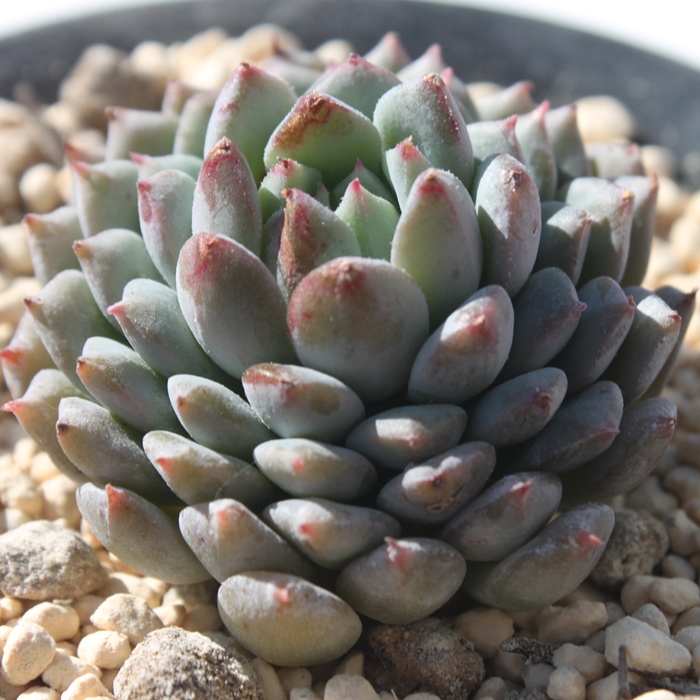 NbV[GkCA,GPxA-Echeveria Chrissy N Ryan