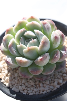 RRS,GPxA-Echeveria cv Coco Mongo