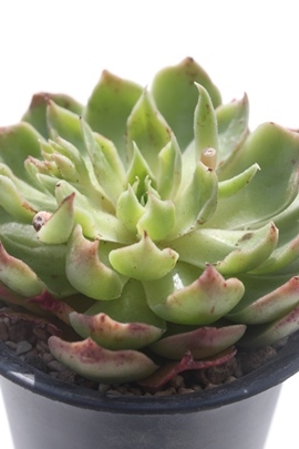 O[~g,GPxA-Echeveria cv Green Mint