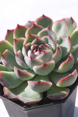 R[^~X,GPxA-Echeveria Gold Berkeley