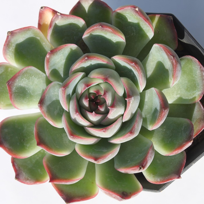 R[^~X,R[^~Xʔ,R[^~Xgt,R[^~XĕB₵,R[^~Xt,GPxA-Echeveria Colorata Suryeon