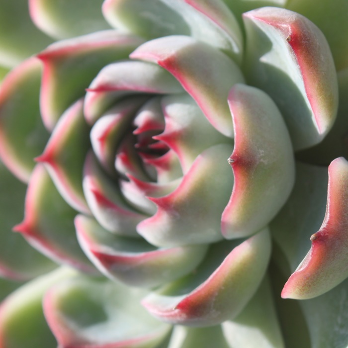 R[^~X,GPxA-Echeveria Colorata Suryeon