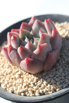 L[eB[Y,GPxA-Echeveria Cuties