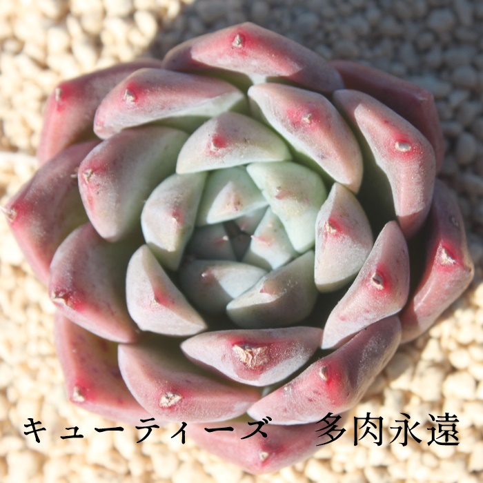 L[eB[Y,R[^~Xʔ,L[eB[Ygt,L[eB[YĕB₵,L[eB[Yt,GPxA-Echeveria Cuties