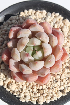 ~啟,GPxA-Echeveria Cuties