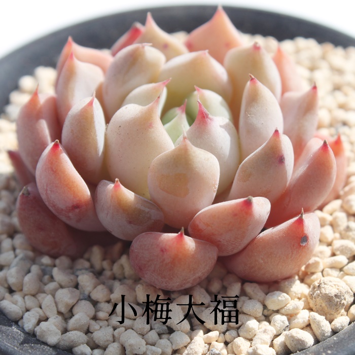 その他苺ミルク　ほいっぷる　小梅大福　桃の華　エケベリア　多肉植物