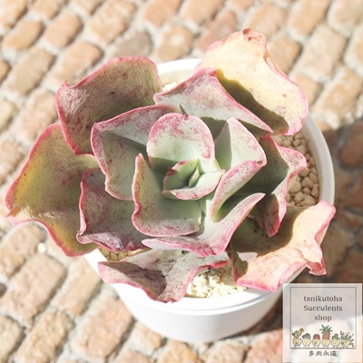 LbVO,ALbVO,LbVOgt,LbVOB₵,LbVOĕ,LbVO̔,GPxA,LbVO̒ʔ,LbVÖĕ₵-Echeveria kissing,iɂƂ