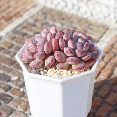 L[gr[,؍cL[gr[,L[gr[gt,L[gr[B₵,L[gr[ĕ,L[gr[̔,GPxA,L[gr[̒ʔ,L[gr[̈ĕ₵-Echeveria cutebean,iɂƂ