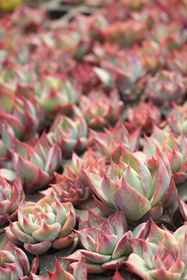 JVIX,AJVIX,AJVIXэgt,JVIXѐB₵,JVIXшĕ,JVIXє̔,GPxA,JVIXт̒ʔ,JVIXт̈ĕ₵-Echeveria cacios variegata,iɂƂ