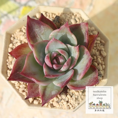 JVIX,AJVIX,JVIXэgt,JVIXѐB₵,JVIXшĕ,JVIXє̔,GPxA,JVIXт̒ʔ,JVIXт̈ĕ₵-Echeveria cacios variegata,iɂƂ