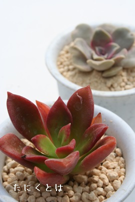 }N\j[AGPxA-Echeveria cv 'Macsony'