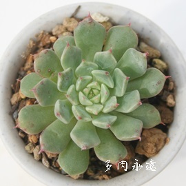 美尼王妃晃、みにおうひこう、エケベリア属-Echeveria cv 'MINIOUHIKOU'