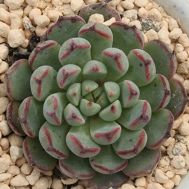 ~j}AGPxA-Echeveria minima