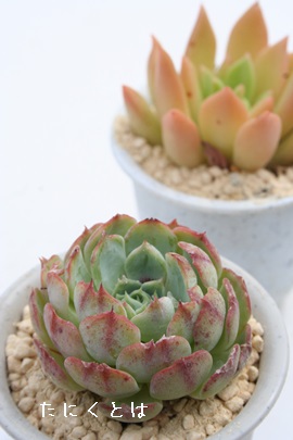 ΉOA݂ǂڂAGPxA-Echeveria cv 'MIDORIBOTAN'