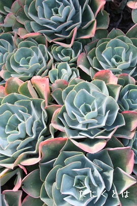 }[TZbgAGPxA-Echeveria cv 'Marin Sunset'