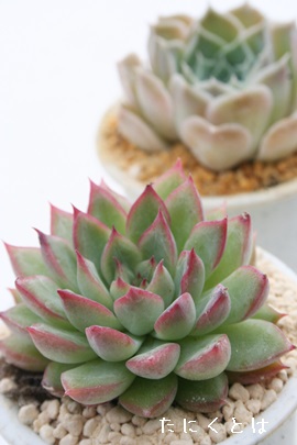 A߂тȁAGPxA-Echeveria cv 'MEBINA'