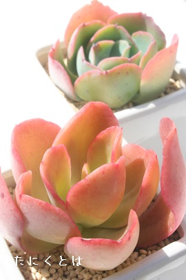 fBAAGPxA-Echeveria cv 'MERIDIAN'