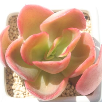 fBAAGPxA-Echeveria cv 'MERIDIAN'