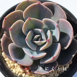 @؁Aނ炳񂰁AGPxA-Echeveria cv 'MURASAKIRENGE'