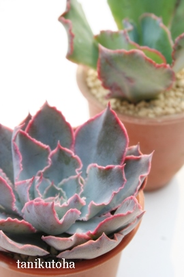 [jOCgAGPxA-Echeveria cv 'Morning Light'