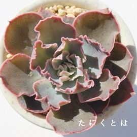 [jOCgAGPxA-Echeveria cv 'Morning Light'