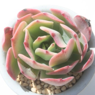 ~L[EFCAGPxA-Echeveria cv 'Milky Way'