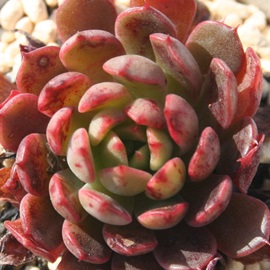 򌎔A~jPbZArjPbZAGPxA-Echeveria cv 'MINIGESSEI'